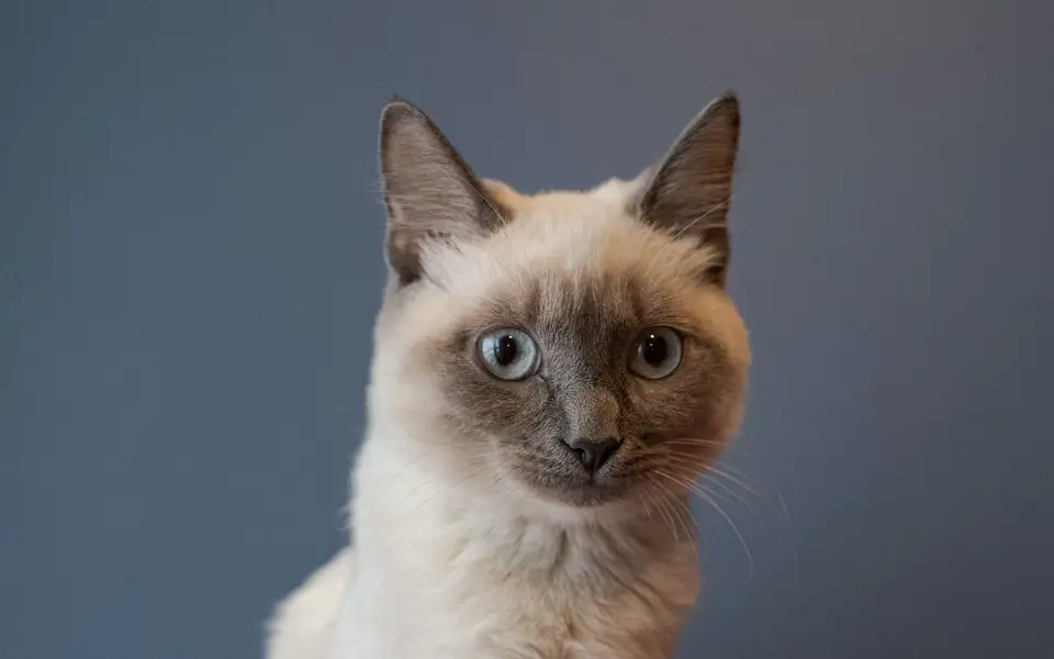 A ragdoll cat with bright blue eyes resting indoors