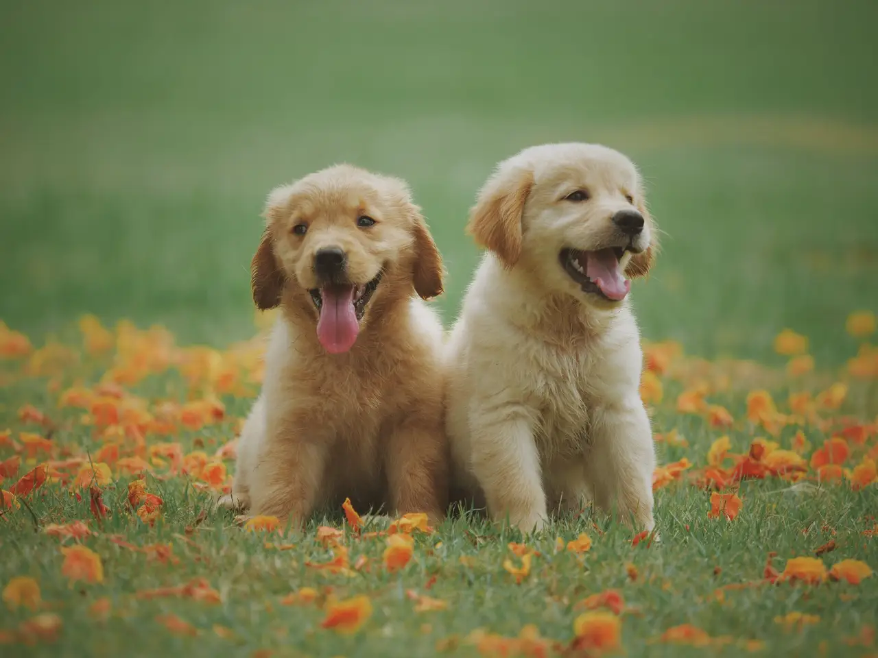Two yellow Labrador puppies sitting side by side on a pale floor