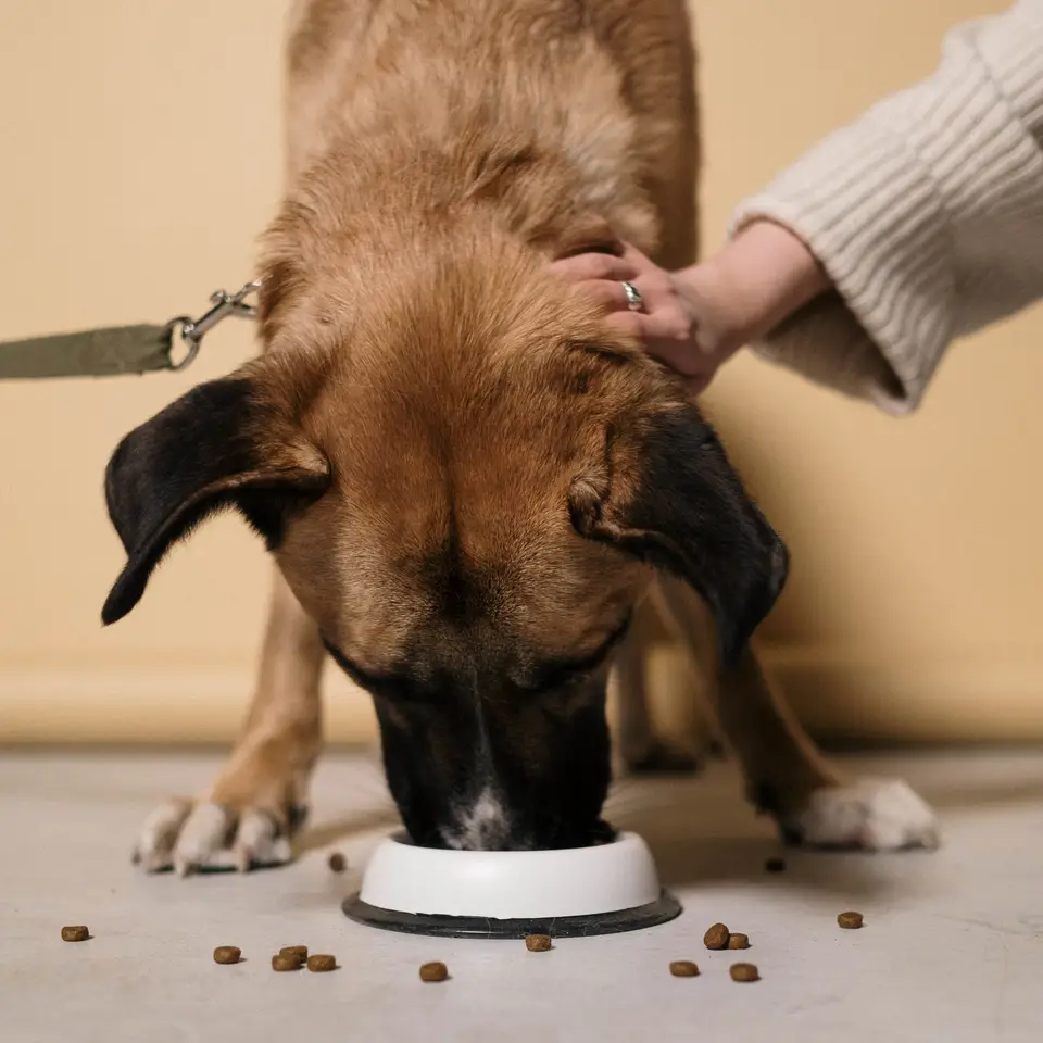 A person stroking a dog while it eats from a food bowl