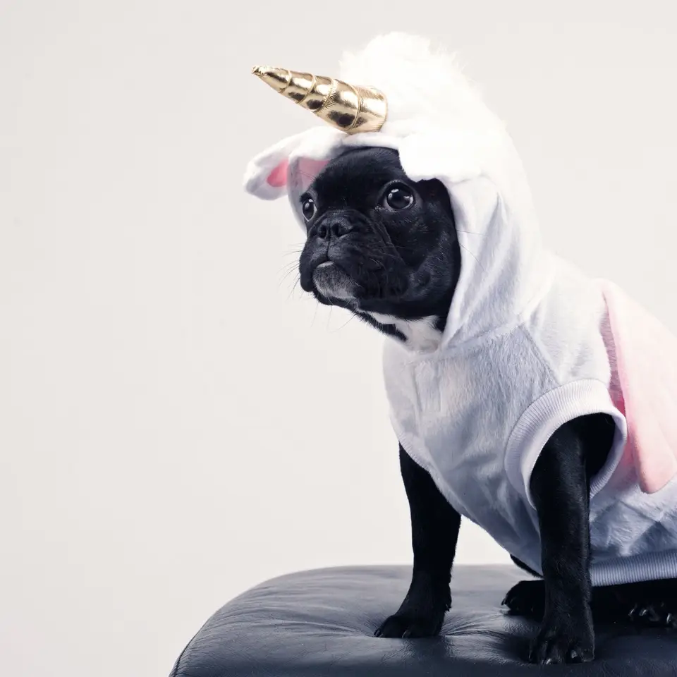 A Boston terrier wearing a pink unicorn costume