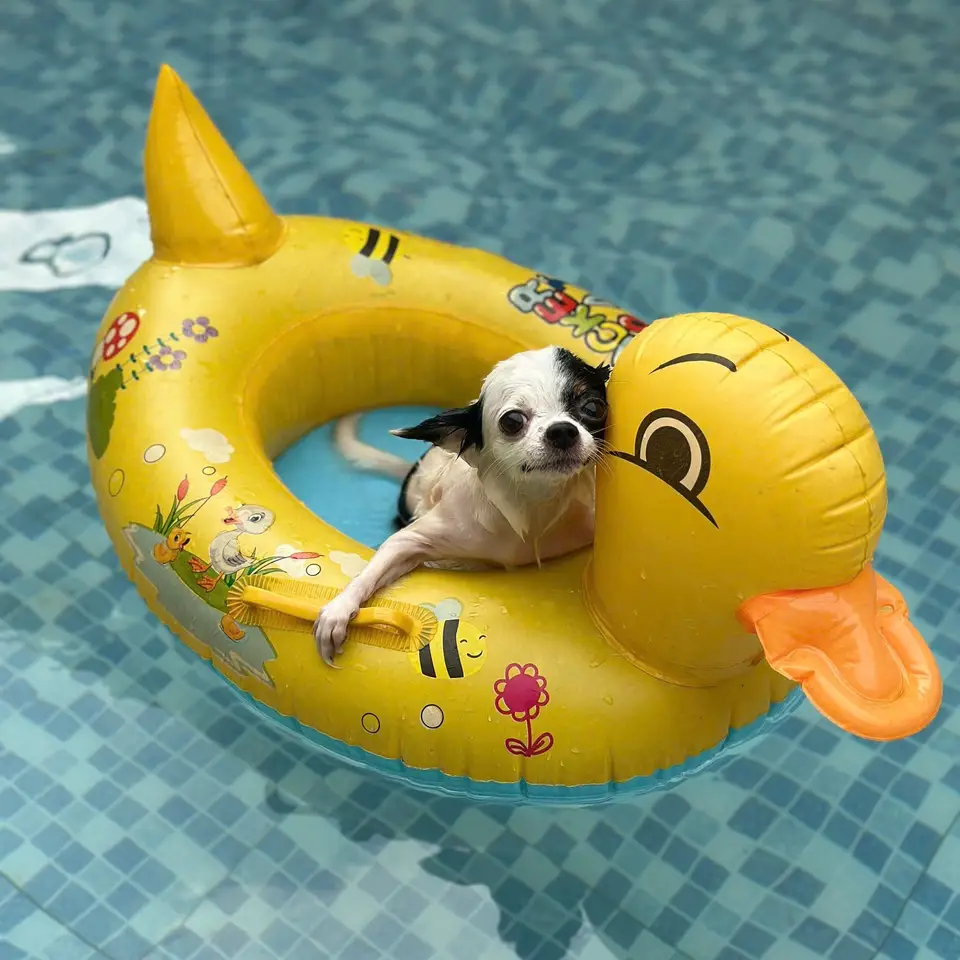 A chihuahua floating in a yellow duck pool float