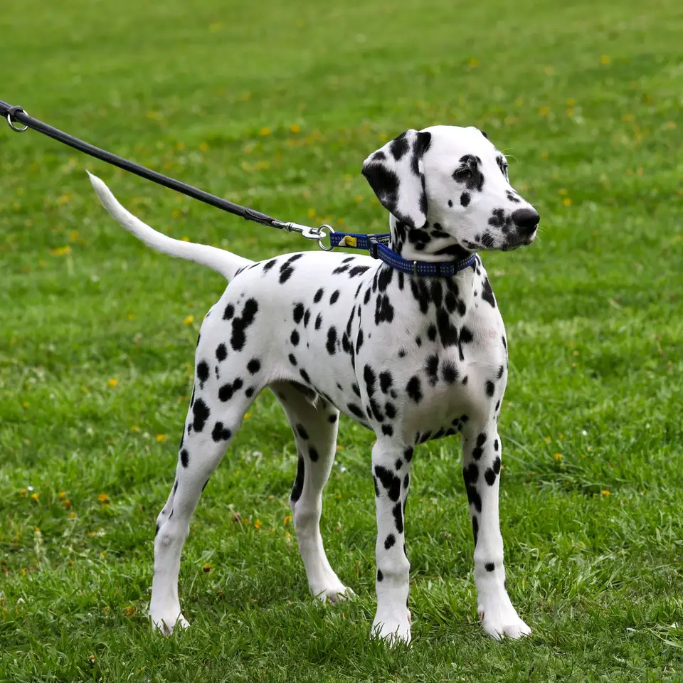 A dog on a lead looking up at its owner