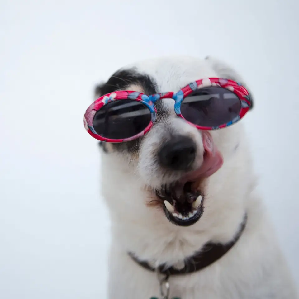 A close-up of a dog wearing sunglasses