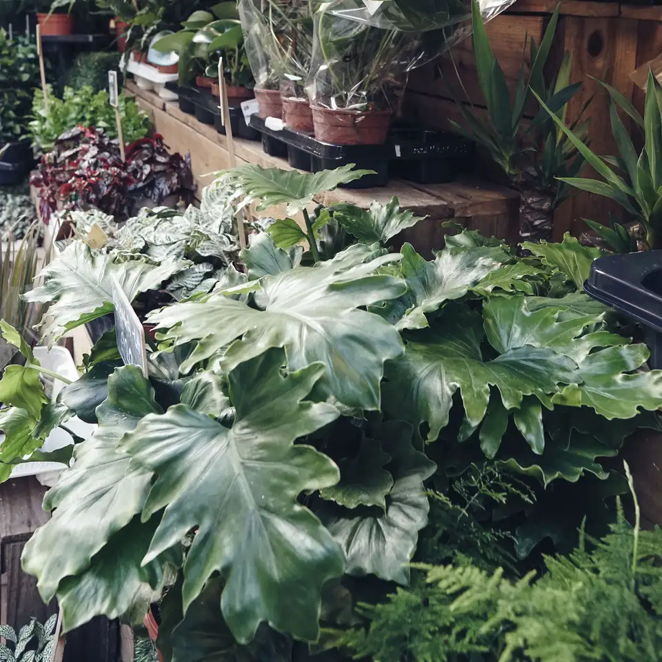 Colorful display of potted flowers at a garden center