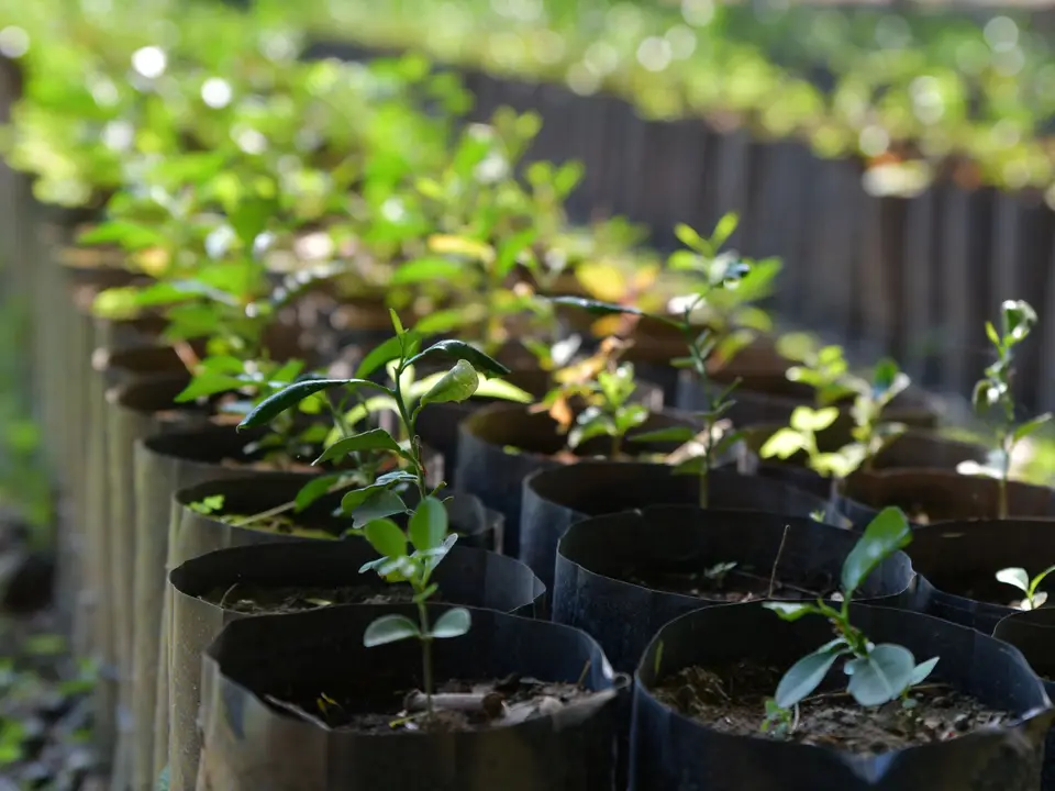 Long rows of nursery stock in outdoor growing beds