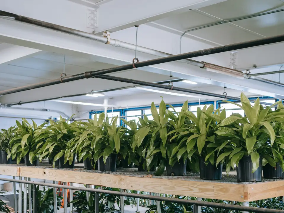 Shade house with potted plants lined up in rows