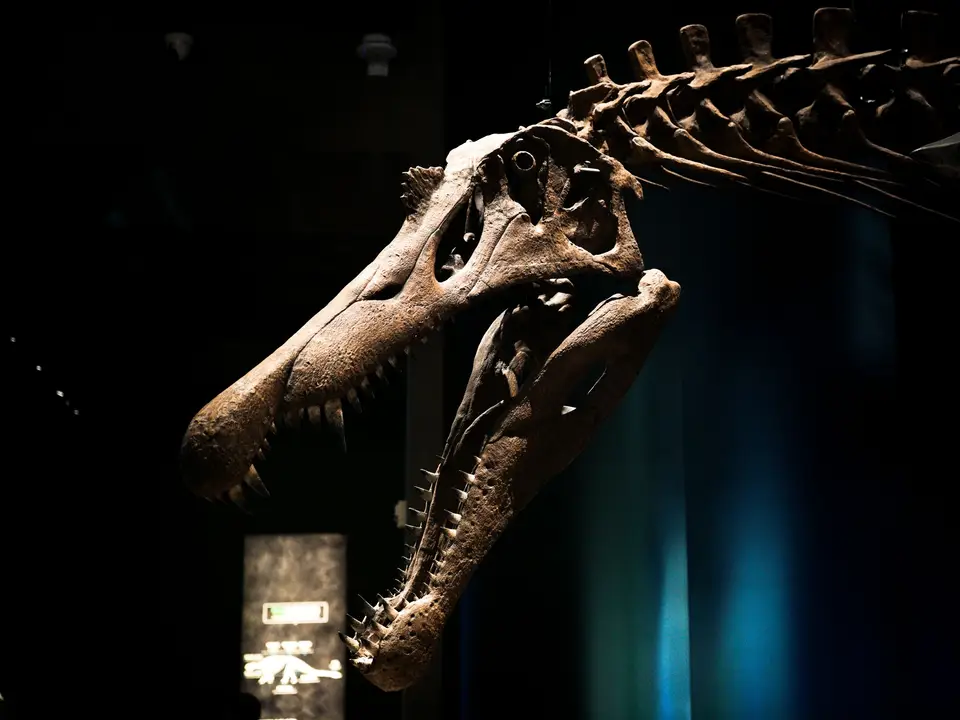 Dinosaur skull fossil lit in a dark gallery