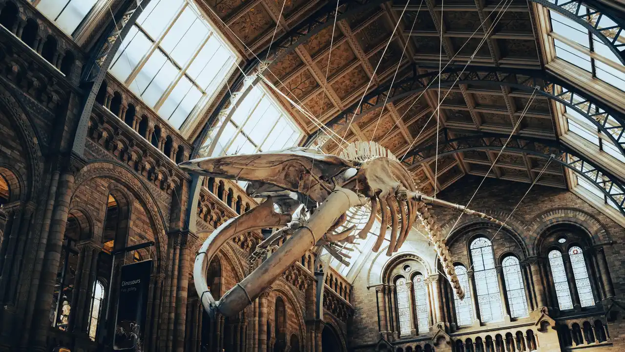 Whale skeleton suspended in the great hall