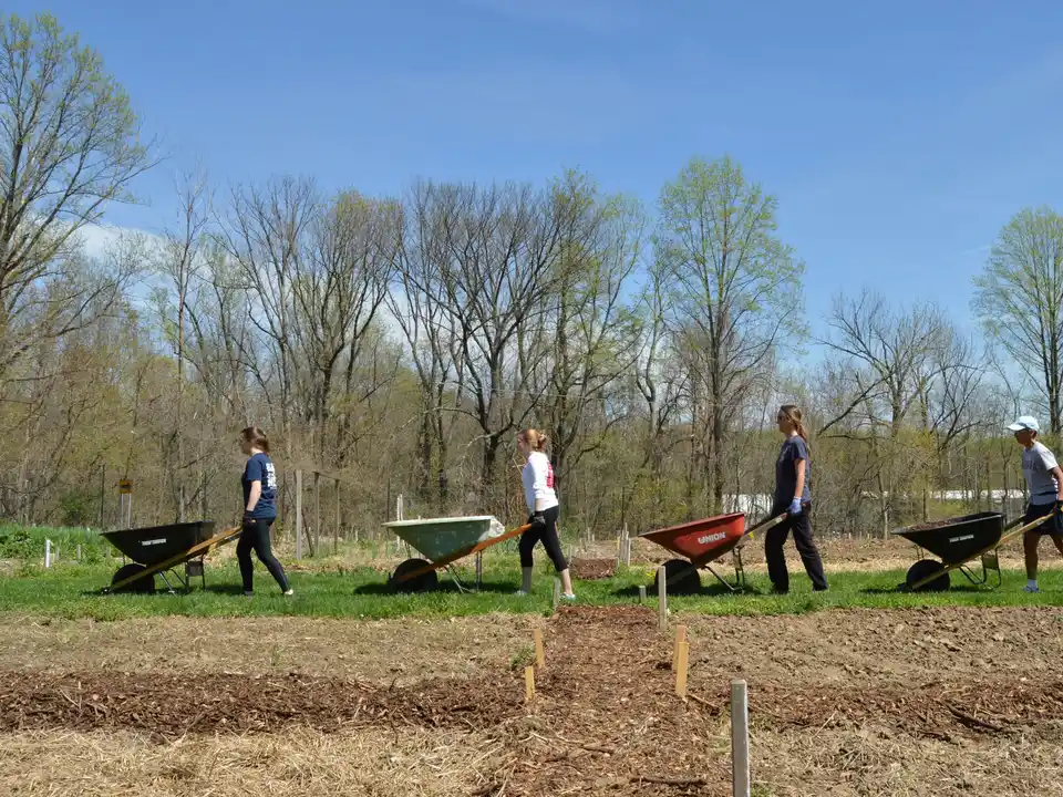 Volunteers pushing wheelbarrows across a community garden