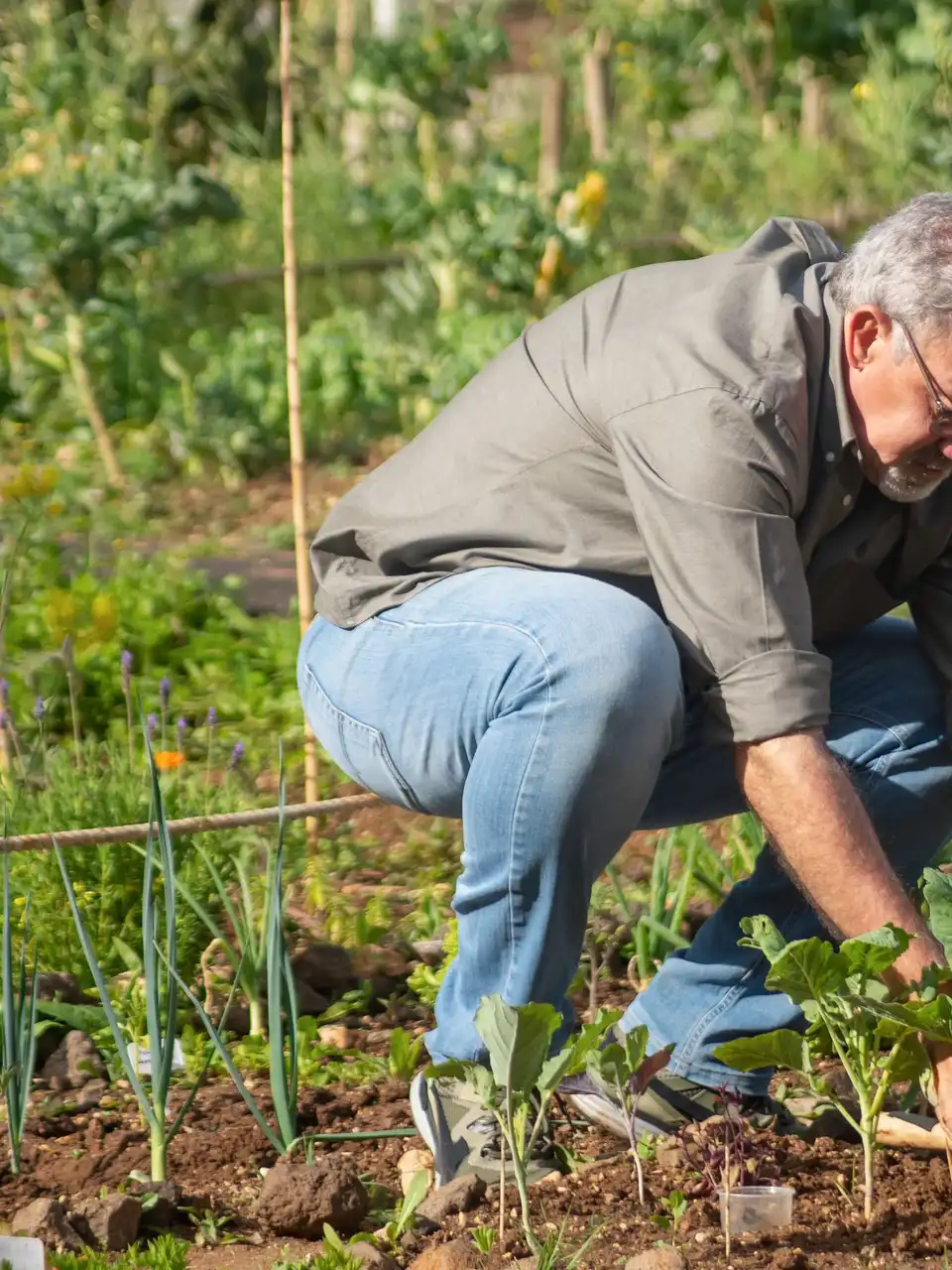 An older man tending seedlings in a vegetable garden