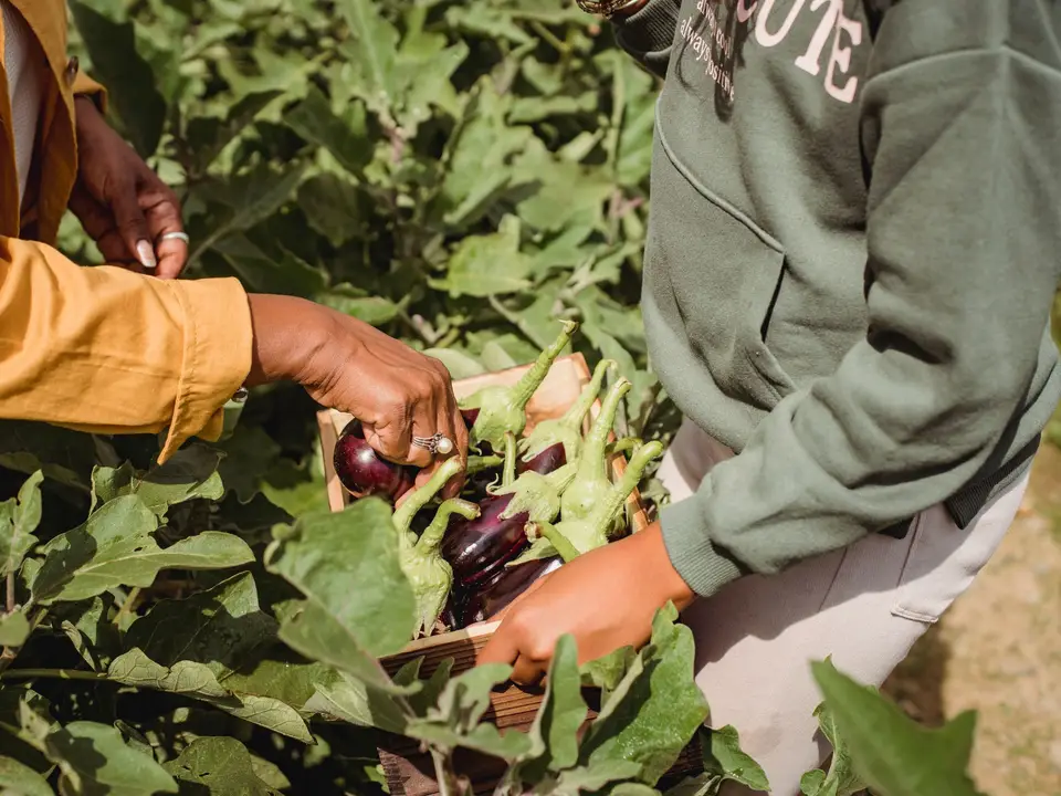Community members harvesting vegetables together
