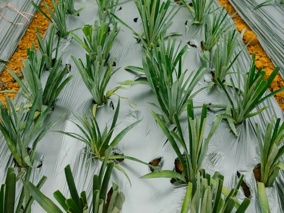 Cover crops growing in rows on a small farm