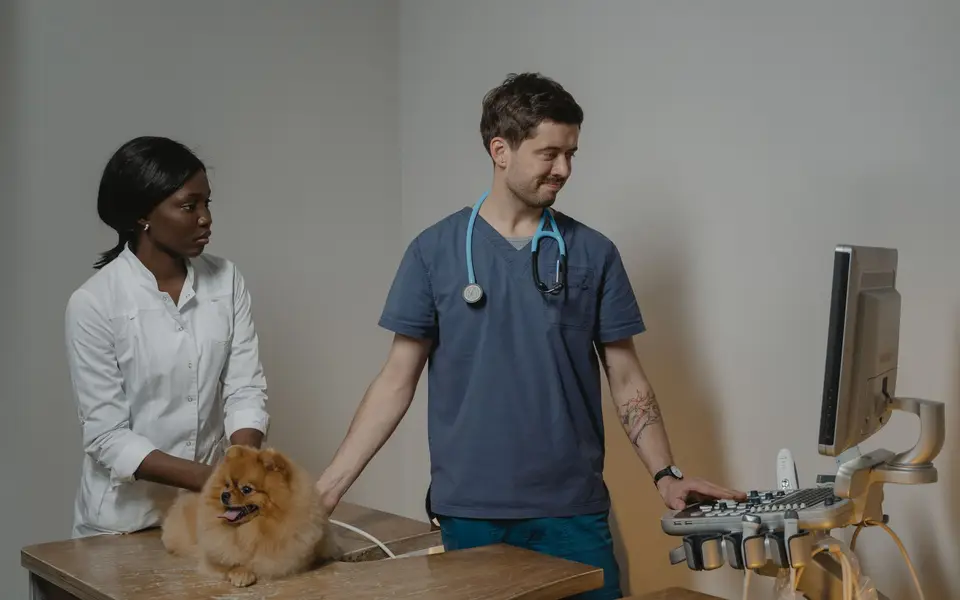 A vet and technician scanning a dog on an exam table beside a monitor