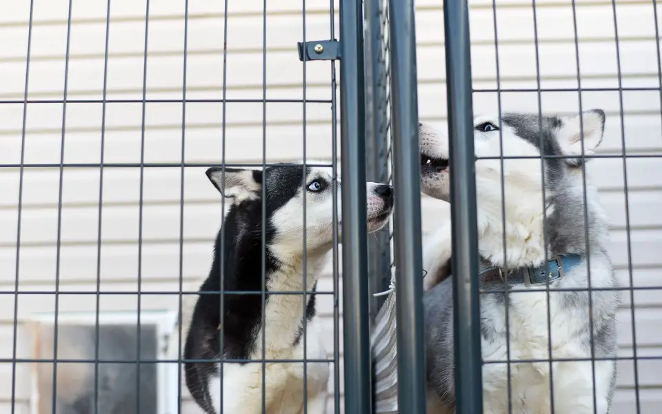 Two husky dogs resting in a clean recovery kennel