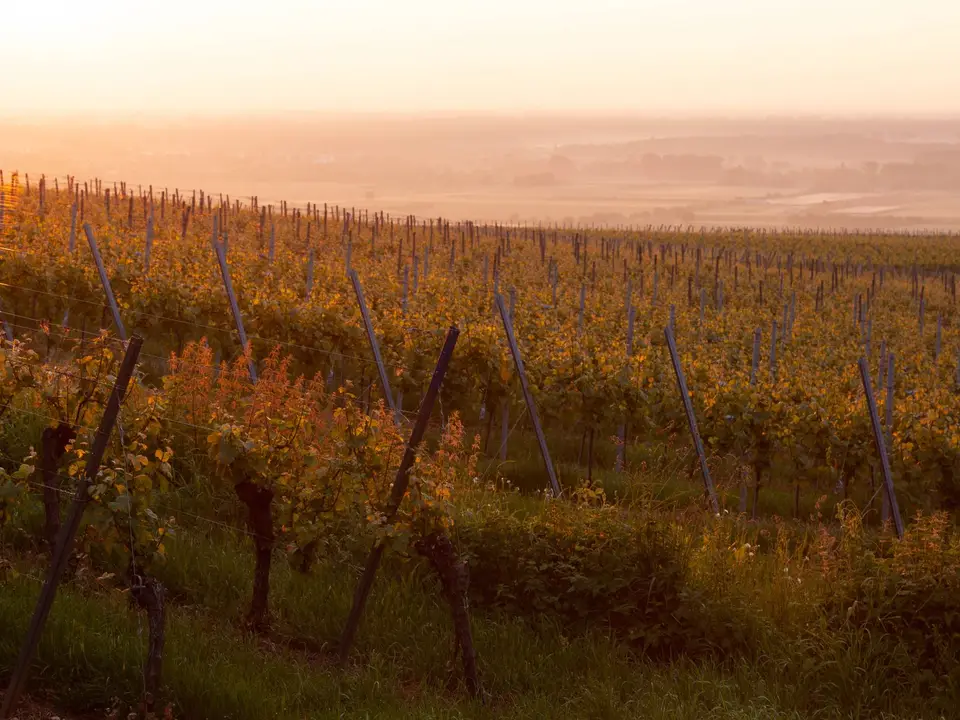 Vineyard rows at sunset